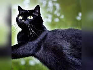 National Black Cat Day: How to click best the pictures of your black cat? Check tips and tricks
