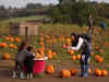 Pumpkin Picking Craze: A Halloween money-spinner for farmers in Wales