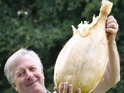 ​Guinness-worthy onion​