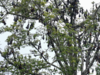 Nipah virus outbreak renews calls to protect bat roosts