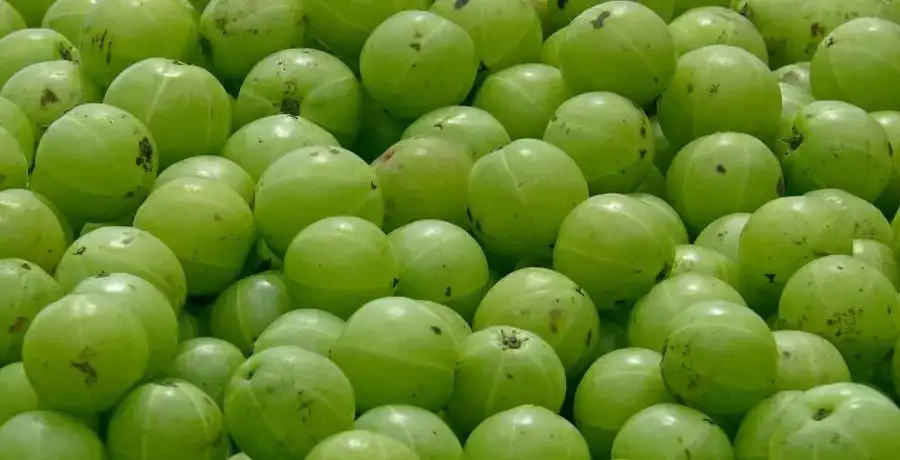 How amla can make your hair stronger and thicker - Vimarsana News