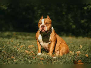 American XL Bully dog shot in UK, owner arrested. Know incident in which man was killed