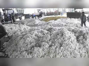Maha farmers to make bonfire of 1000-quintal cotton as output, prices drop