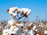 India's 2023-24 cotton output estimated to be lowest in 15 years: CAI