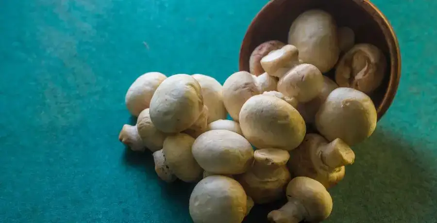 6 health benefits of eating mushrooms | EconomicTimes