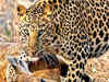 Soon, Gurgaon may have a 15-km Leopard park with jungle safari facility