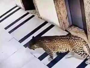 Leopard that terrorised Bengaluru locality finally caught