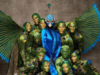Heidi Klum dresses as a peacock for Halloween 2023; Watch her complete performance here