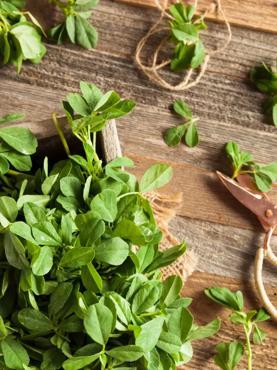 Fenugreek Leaves Your Winter Health Superfood NewsPoint