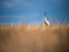 Warm weather keeps migratory cranes in Hungary longer