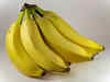 Bananas face threat from fungal disease. Details here