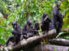 Chimpanzees use advanced military tactics like border patrolling, recon to defeat rivals: Study