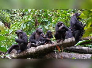 Chimpanzees are seen in Cote d'Ivoire