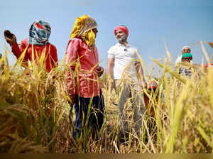 Raipur, Oct 29 (ANI): Congress leader Rahul Gandhi interacts with a farmer regar...