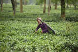 Assam mulls providing subsidised tea to ration card holders