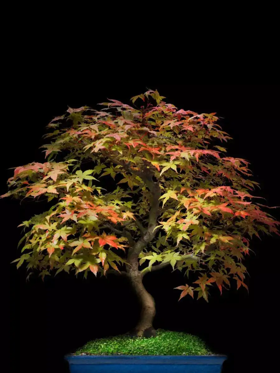 Indoor Plants Perfect For Your Bedside Table NewsPoint