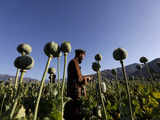 Afghan farmers lose income of more than USD 1 billion after the Taliban banned poppy cultivation