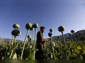An Afghan man works on a poppy field in Nangarhar province, Afghanistan