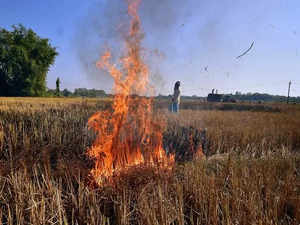 Punjab: 560 cases of stubble burning reported in Ludhiana so far this year