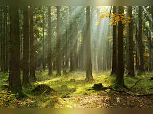Forest istock