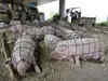 Tripura govt bans manufacture, sale, use of gestation and farrowing crates in pig farming