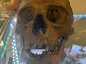 Halloween skull found in Florida thrift store turns out to be human