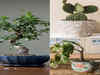 Indoor plants that are said to bring bad luck