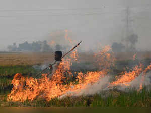 Jalandhar, Nov 06 (ANI): An agricultural labourer burns the paddy straw stubble ...