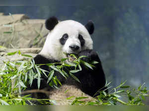 Pandas leave Washington, D.C National Zoo after staying over 20 years, taken to China