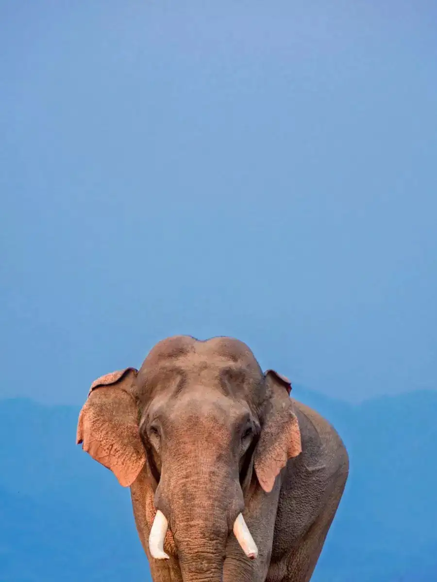 9 Powerful Animals That Can Kill An Elephant NewsPoint