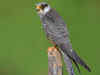 Amur falcon census conducted for the first time in Manipur