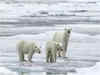 Polar bear numbers in Greenland declining over last 20,000 years: Study