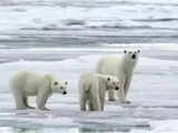 Polar bear numbers in Greenland declining over last 20,000 years: Study