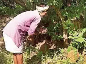 villagers postpone diwali for voting