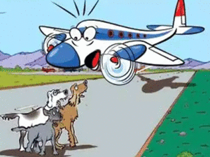 dog on runway Airport