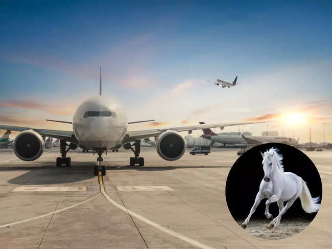 The horse, one of 15 being transported, got spooked during turbulence, partially escaping its stall and sustaining severe injuries.