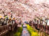 Shillong Cherry Blossom fest begins soon: What's in it?
