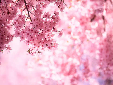 Shillong Cherry Blossom fest begins soon: What's in it