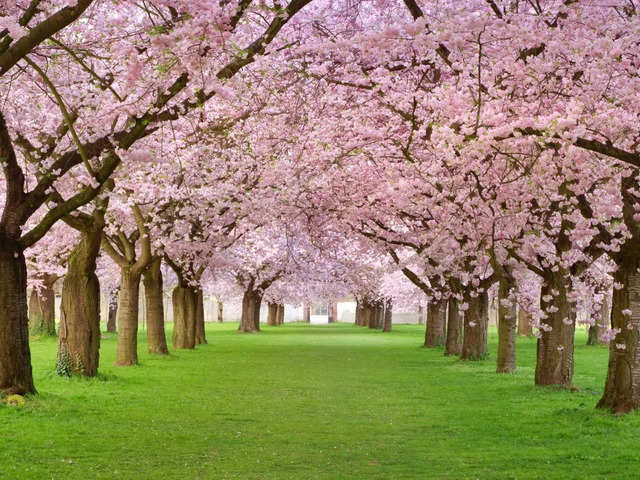 Shillong Cherry Blossom fest begins soon: What's in it