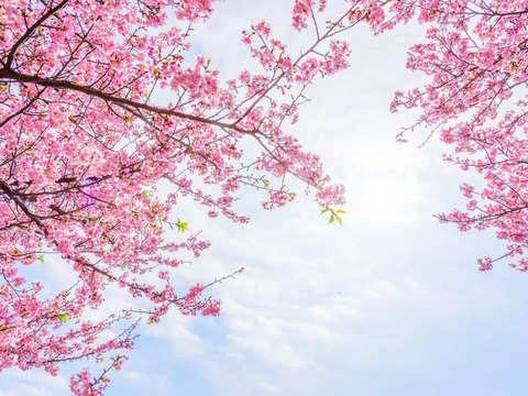 Shillong Cherry Blossom fest begins soon: What's in it? - Meghalaya gears  up