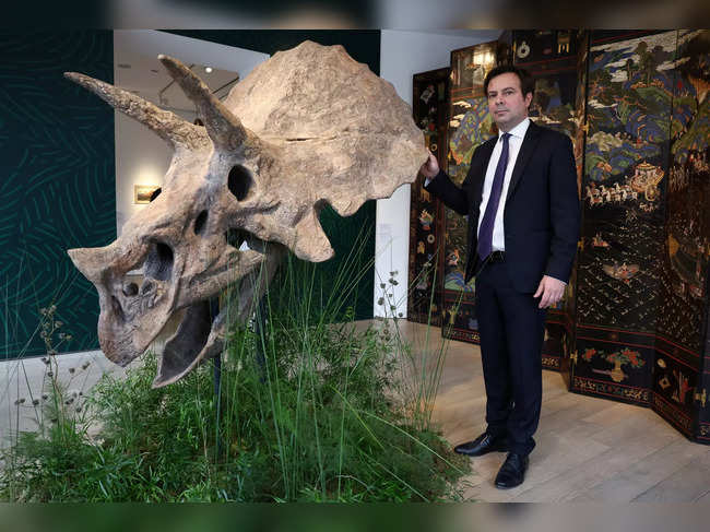 A 68-million-year old skull of a Triceratops on auction in Paris