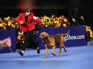 National Dog Show 2023 on Thanksgiving Day: Date, time, where to watch