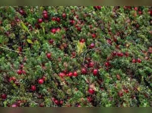 The Tangy Tradition: Why Cranberries Take Center Stage on Thanksgiving