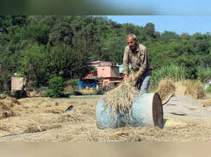Udhampur, Oct 28 (ANI): A farmer separates the rice grain from the paddy, at Kaw...