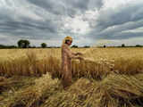Farmers of India's dry soil wary of planting wheat despite record high prices
