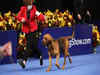 National Dog Show: Where to watch this Thanksgiving tradition for free