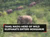 Tamil Nadu: Over 30 wild elephants enter Nokkanur forest; authorities issue alert in 10 villages