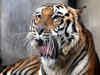 Tiger from Maharashtra walked 2,000 km across four states to reach Odisha!