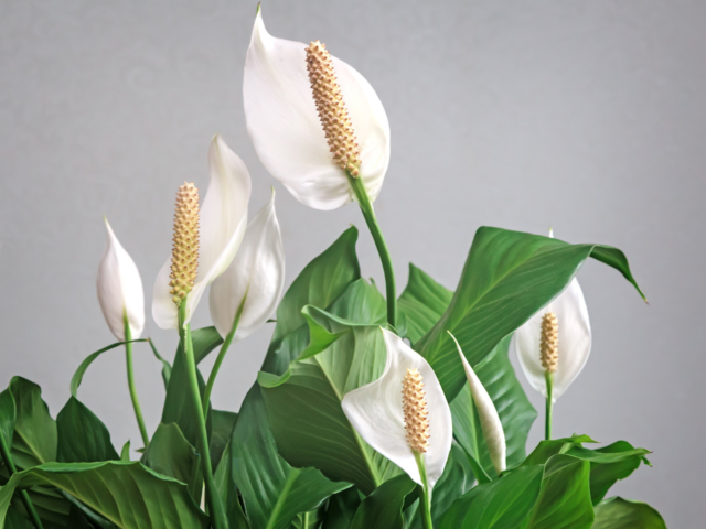 ​​Peace Lily​