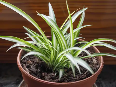 sansevieria ghost Snake Plant, Ghost 4